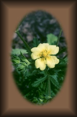 Rough Fruited Cinquefoil