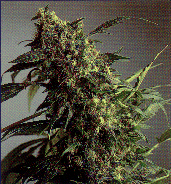 picture of some buds