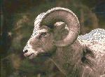 Mercury in Aries