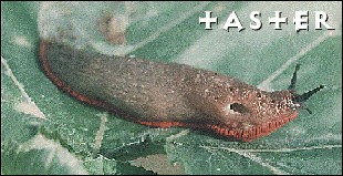 Taster