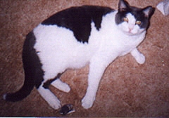 Touchy's cat Sinbad