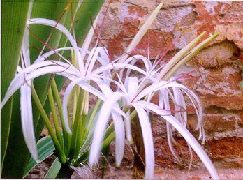 Maisy's Garden