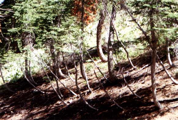 Curved trees
