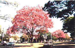 Rua em Maring�