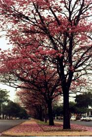 Primavera em Maring�