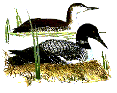 (Two loons)