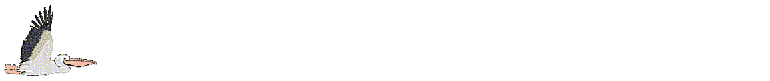 pelican.gif