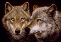 North American Timber Wolf