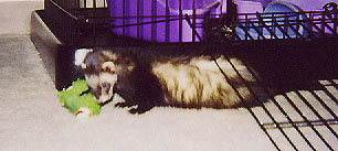 Ferret Slideshow, Click Image to Continue