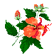 Hawian hibiscus