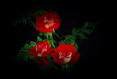 images/3redrose.jpg (22937 bytes)