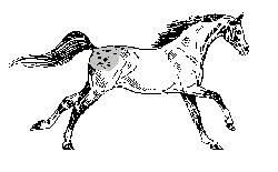 AppyCanterANIM.gif (13951 bytes)