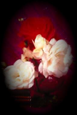 images/rose687t.jpg (27884 bytes)