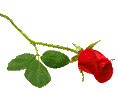stemrose.jpg (11878 bytes)