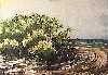 Manglar y mar