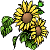 girasole