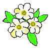 jasmine