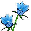 harebell