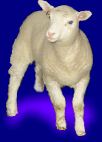 Cloning