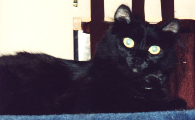 Black Cats 
Ring