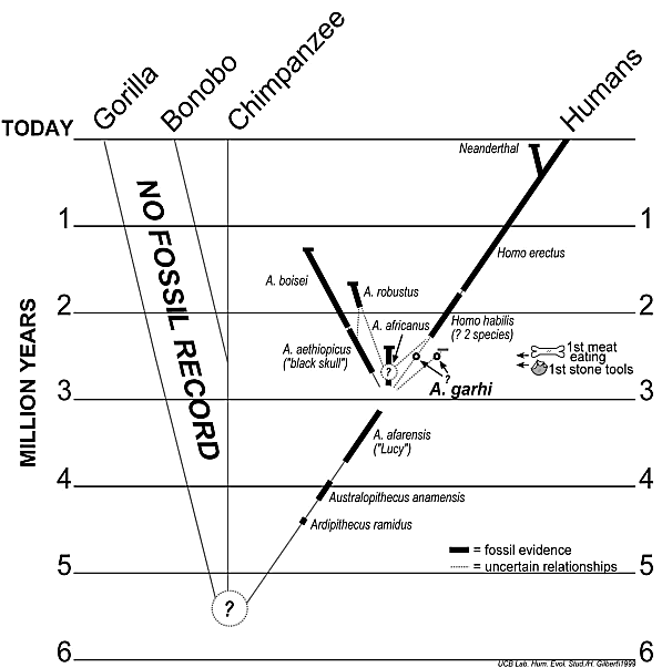 Posici evolutiva de l'Australopithecus Garhi