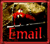 birdmail.gif - 6.68 K