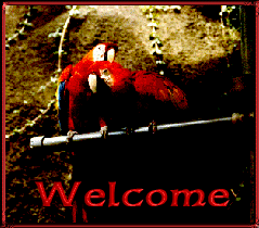 birdwel.gif - 21.85 K