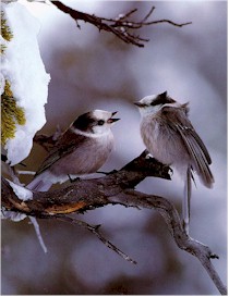 birds in winter