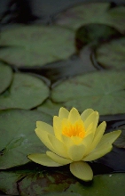 6MORNING.jpg (23870 bytes)