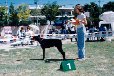 Best Puppy in Breed Show