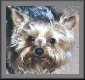 Teddy