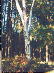 birch