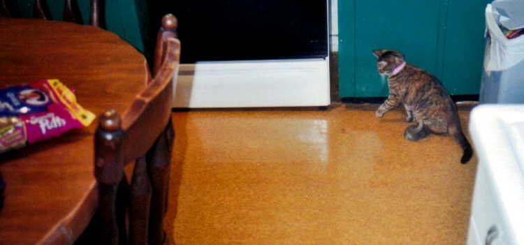 Spatz was always in the mood to play, even in her last days.
