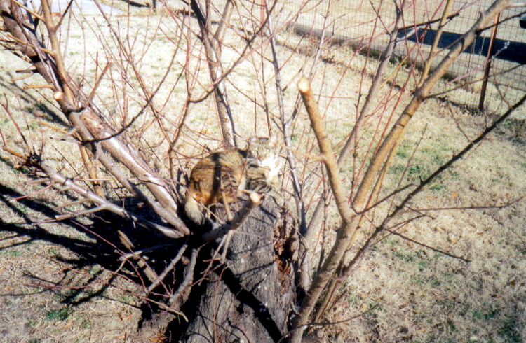 Her favorite outdoor napping place after the big ice storm of 2000/2001