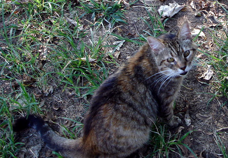 Spatz would rather be outside than anywhere else.