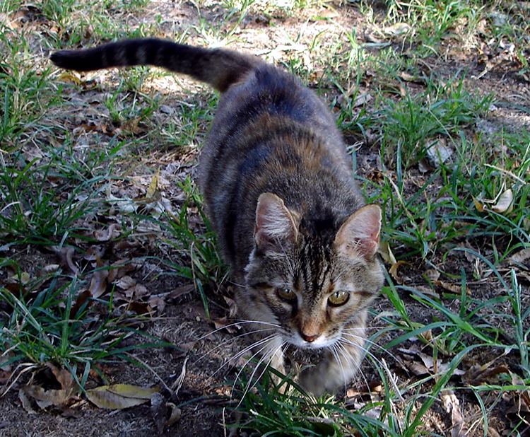 Spatz was always on the hunt, rather outside or inside.