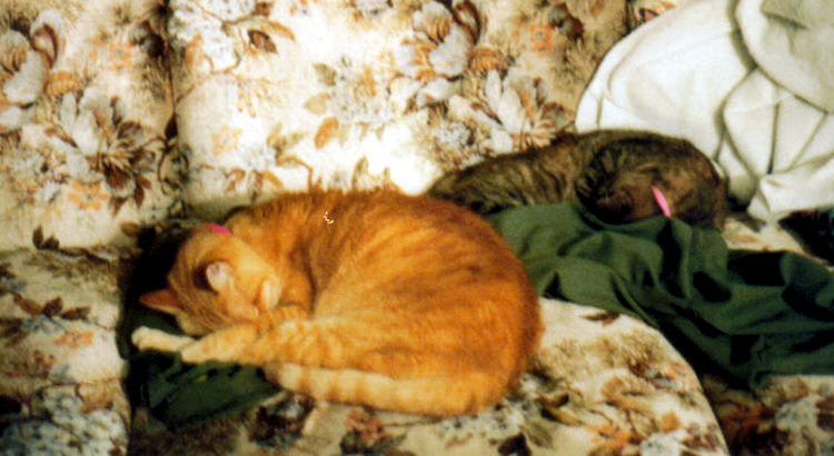 Snoozing Kitties