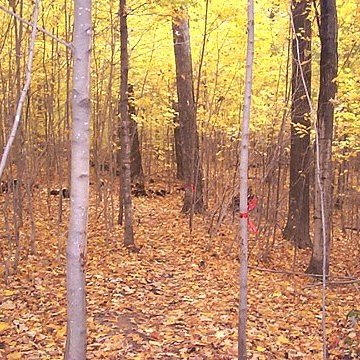 Beech Tree