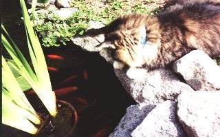 Cufflink watching fish.