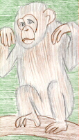 catchimp.jpg