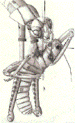Mechanical mantis