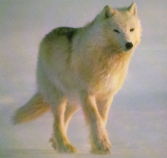 Arctic Wolf - Alpha female