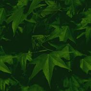 Morning Leaves
