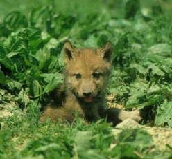Wolf pup in grass