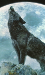 Howling Wolf