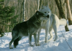 Pair of wolves