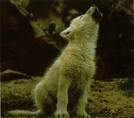 Wolf pups howling