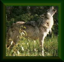 wolf