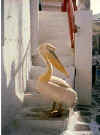 pelican