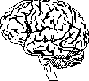 Brain